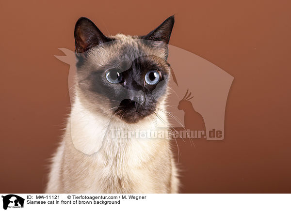 Siamese cat in front of brown background / MW-11121