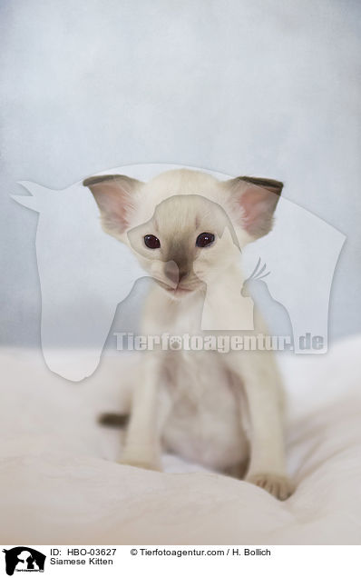 Siamese Ktzchen / Siamese Kitten / HBO-03627