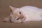 lying siamese cat