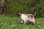 Siamese cat