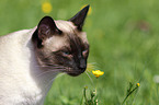 Siamese cat