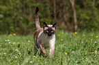 Siamese cat