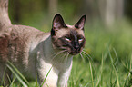 Siamese cat