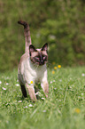 Siamese cat