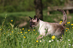 Siamese cat