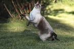 standing Siamese Cat