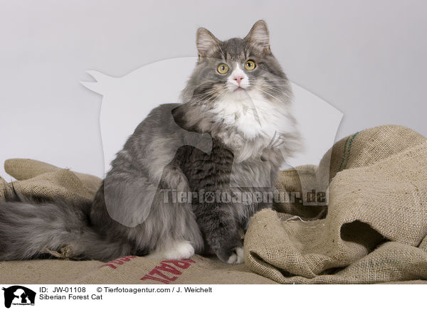 Sibirische Waldkatze / Siberian Forest Cat / JW-01108