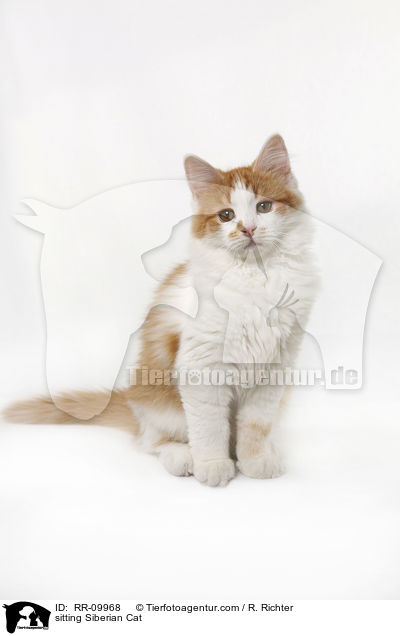sitzende Sibirische Katze / sitting Siberian Cat / RR-09968
