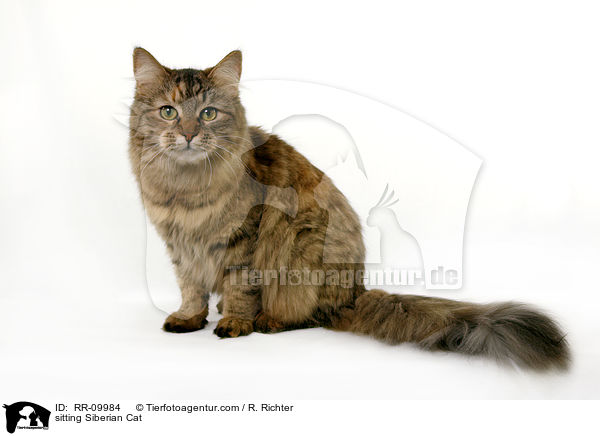sitzende Sibirische Katze / sitting Siberian Cat / RR-09984