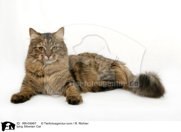 liegende Sibirische Katze / lying Siberian Cat / RR-09987