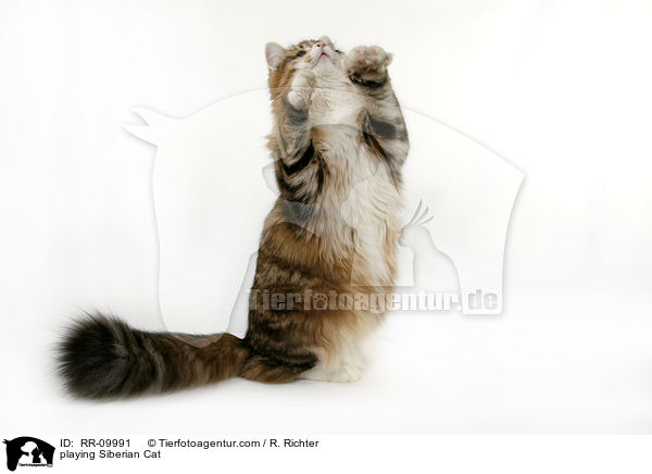 spielende Sibirische Katze / playing Siberian Cat / RR-09991