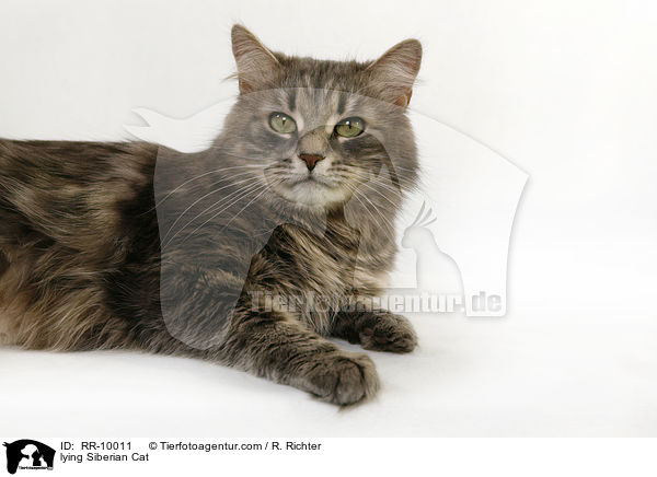 liegende Sibirische Katze / lying Siberian Cat / RR-10011