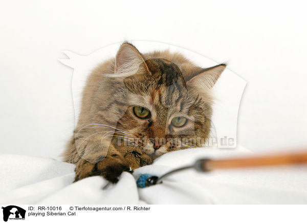 spielende Sibirische Katze / playing Siberian Cat / RR-10016