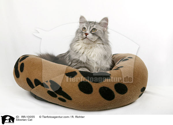 Sibirische Katze / Siberian Cat / RR-10055