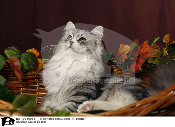 Sibirische Katze im Krbchen / Siberian Cat in Basket / RR-10065