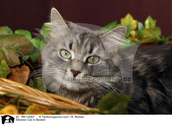 Sibirische Katze im Krbchen / Siberian Cat in Basket / RR-10067
