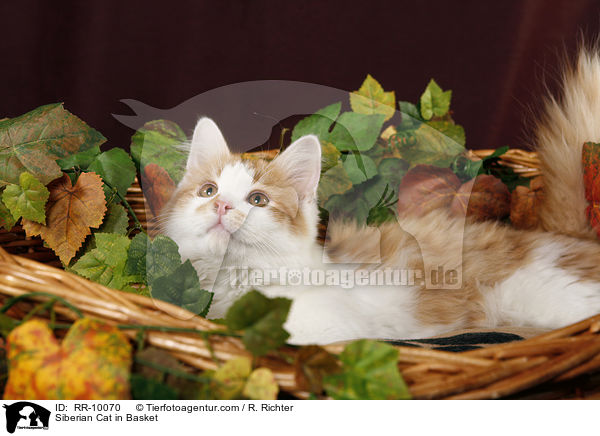 Sibirische Katze im Krbchen / Siberian Cat in Basket / RR-10070