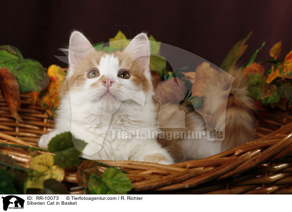 Sibirische Katze im Krbchen / Siberian Cat in Basket / RR-10073