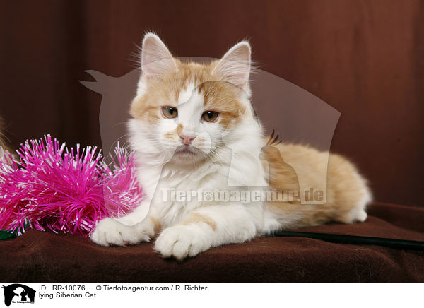 liegende Sibirische Katze / lying Siberian Cat / RR-10076