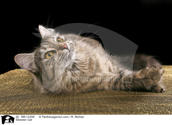 Sibirische Katze / Siberian Cat / RR-13395