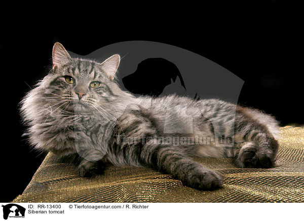 Sibirischer Kater / Siberian tomcat / RR-13400