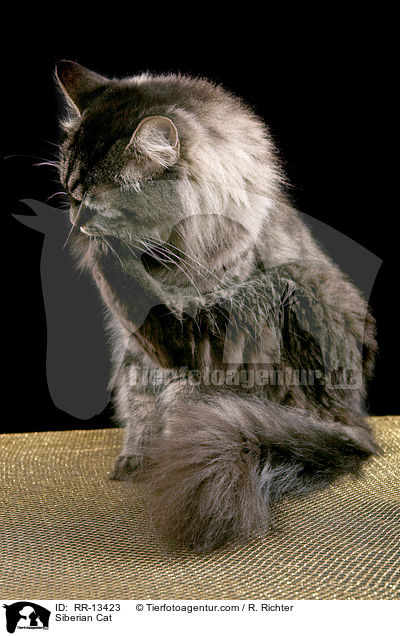 Sibirische Katze / Siberian Cat / RR-13423