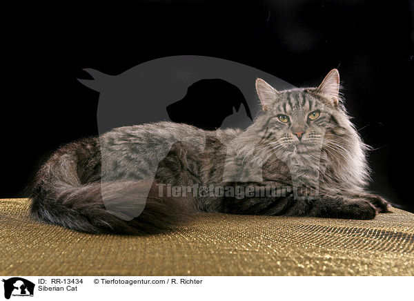 Sibirische Katze / Siberian Cat / RR-13434