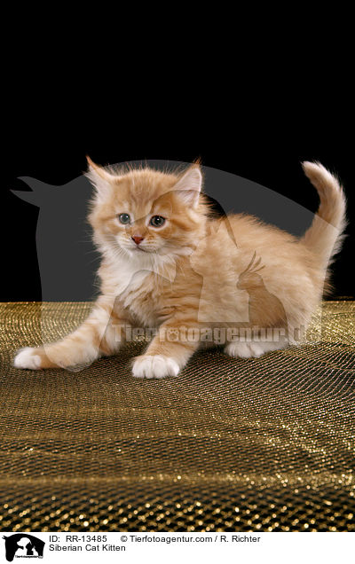 Sibirische Katze Ktzchen / Siberian Cat Kitten / RR-13485