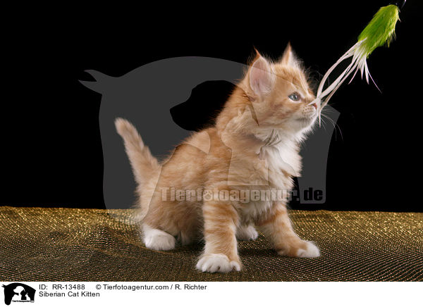 Sibirische Katze Ktzchen / Siberian Cat Kitten / RR-13488