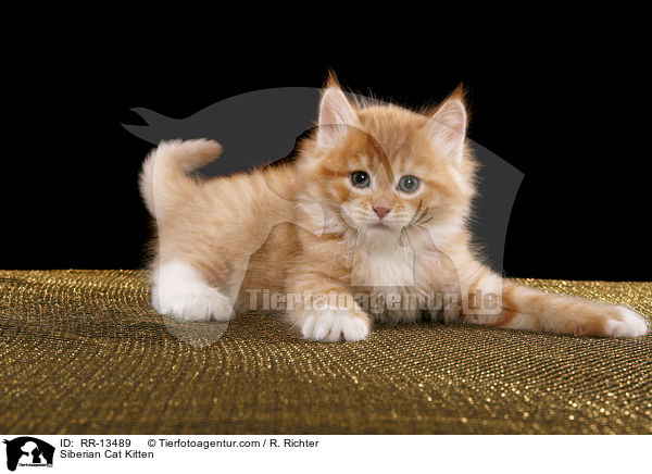 Sibirische Katze Ktzchen / Siberian Cat Kitten / RR-13489