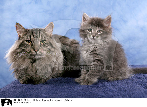 Sibirischer Kater / Siberian tomcat / RR-13504