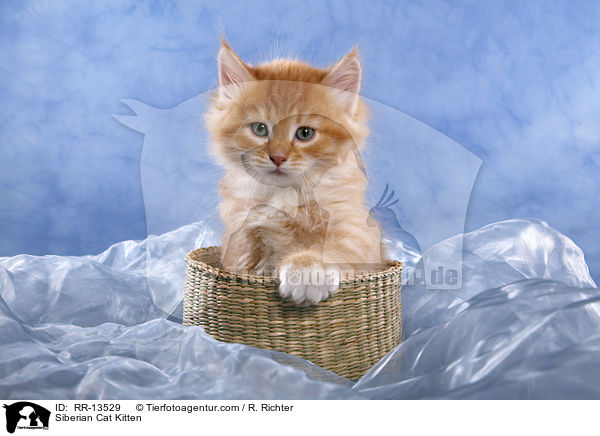 Sibirische Katze Ktzchen / Siberian Cat Kitten / RR-13529