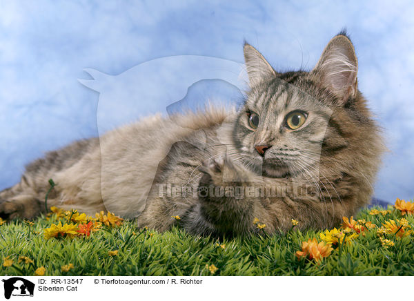 Sibirische Katze / Siberian Cat / RR-13547
