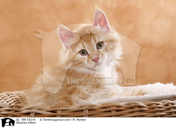 Sibirisches Ktzchen / Siberian Kitten / RR-14216