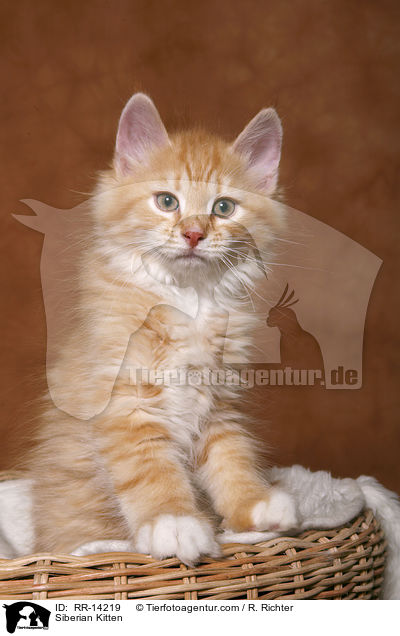 Sibirisches Ktzchen / Siberian Kitten / RR-14219