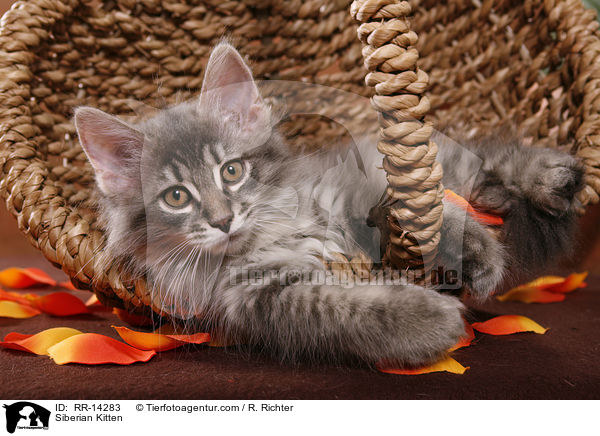 Sibirisches Ktzchen / Siberian Kitten / RR-14283