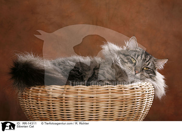 Sibirische Katze / Siberian Cat / RR-14311