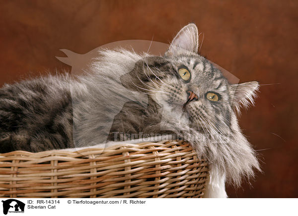 Sibirische Katze / Siberian Cat / RR-14314