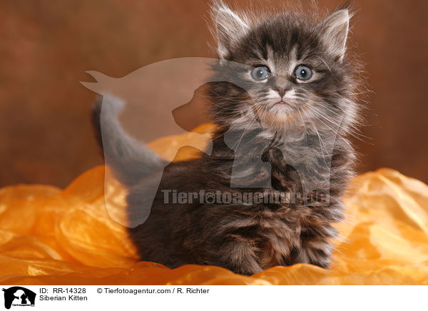 Sibirisches Ktzchen / Siberian Kitten / RR-14328