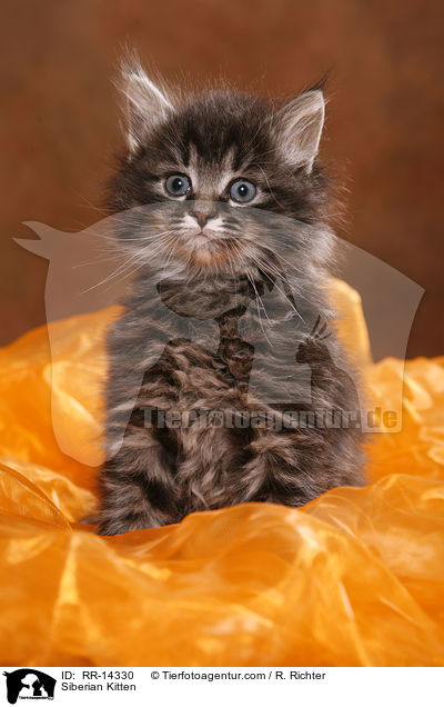 Sibirisches Ktzchen / Siberian Kitten / RR-14330