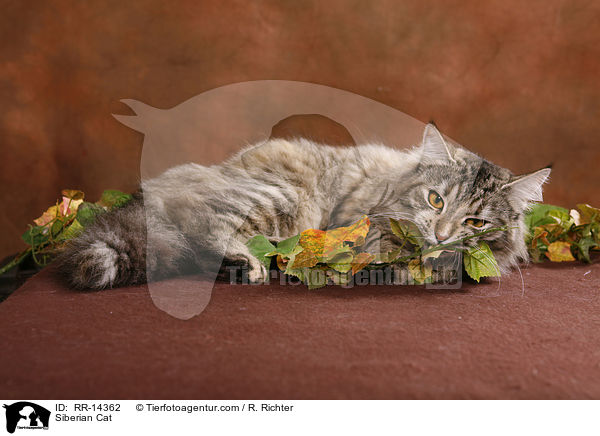 Sibirische Katze / Siberian Cat / RR-14362