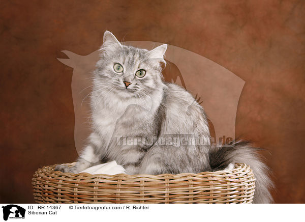 Siberian Cat / RR-14367