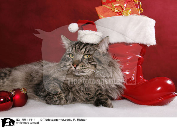 Weihnachtskater / christmas tomcat / RR-14411