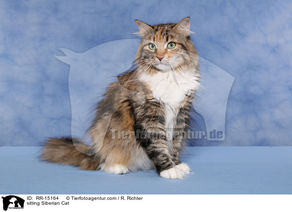 sitzende Sibirische Katze / sitting Siberian Cat / RR-15164