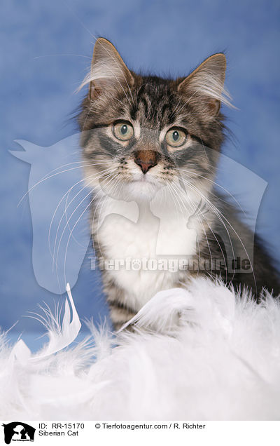 Sibirische Katze / Siberian Cat / RR-15170