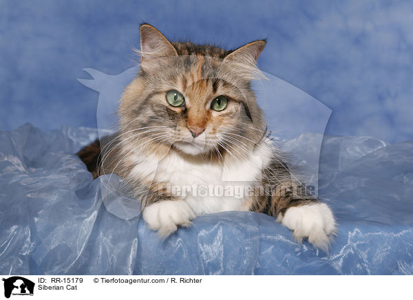 Sibirische Katze / Siberian Cat / RR-15179