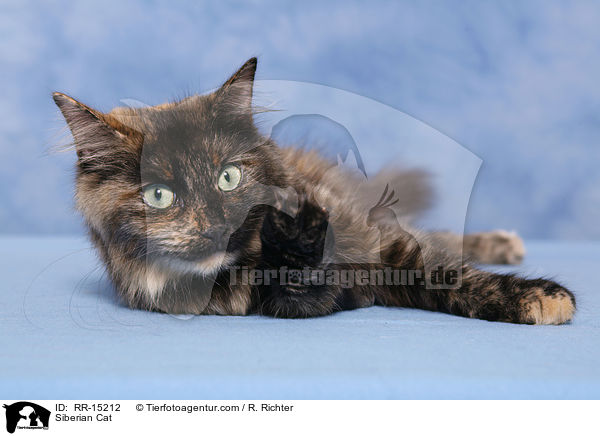 Sibirische Katze / Siberian Cat / RR-15212