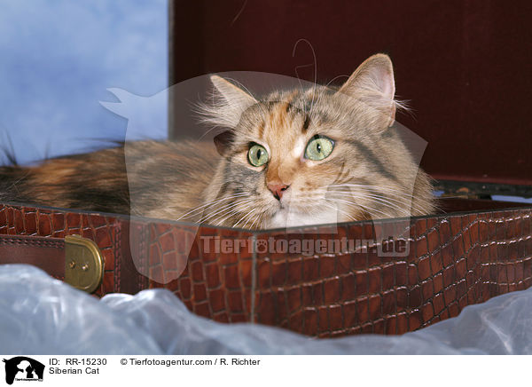 Sibirische Katze / Siberian Cat / RR-15230