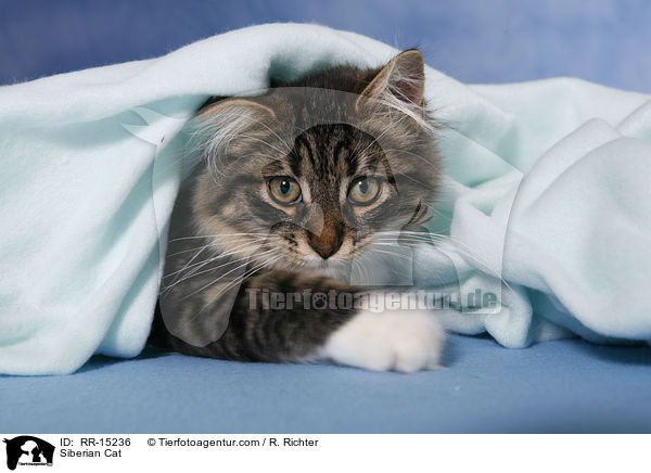 Sibirische Katze / Siberian Cat / RR-15236