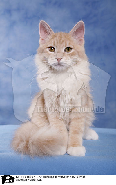 Sibirische Katze / Siberian Forest Cat / RR-15737